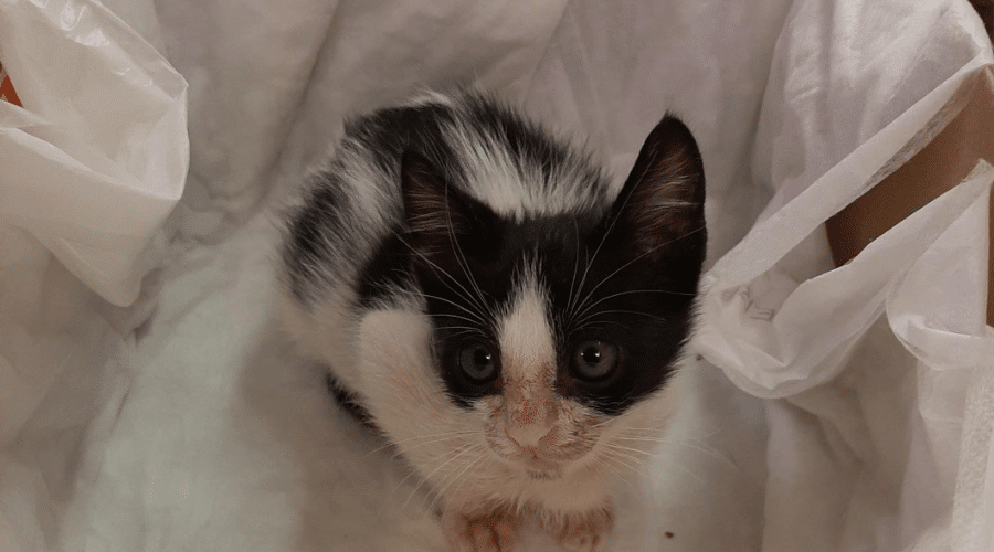 Odysseus a 2-Month old Kitten Abandoned By His Mother