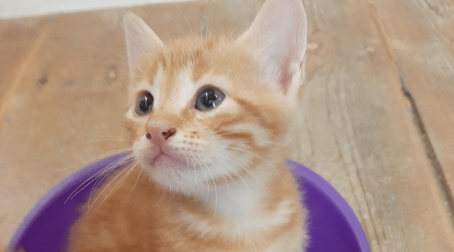 Ares: Save Me From The Trash Can